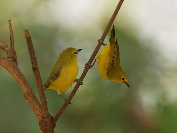 <h3><a href="/trips/gambia/biota/animalia/chordata/aves/040 passeriformes/093 zosteropidae/zosterops senegalensis/zosterops senegalensis-nl.html">Zosterops&nbsp;senegalensis</a> / African&nbsp;yellow&nbsp;white‑eye / Afrikaanse&nbsp;brilvogel</h3>OM-1 Mark II met OLYMPUS M.150-400mm F4.5, 1/2000 sec  bij F4.5, ISO 2500, afstand 7.81&nbsp;m